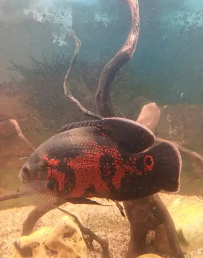 Ocellatus cichlida pavia.