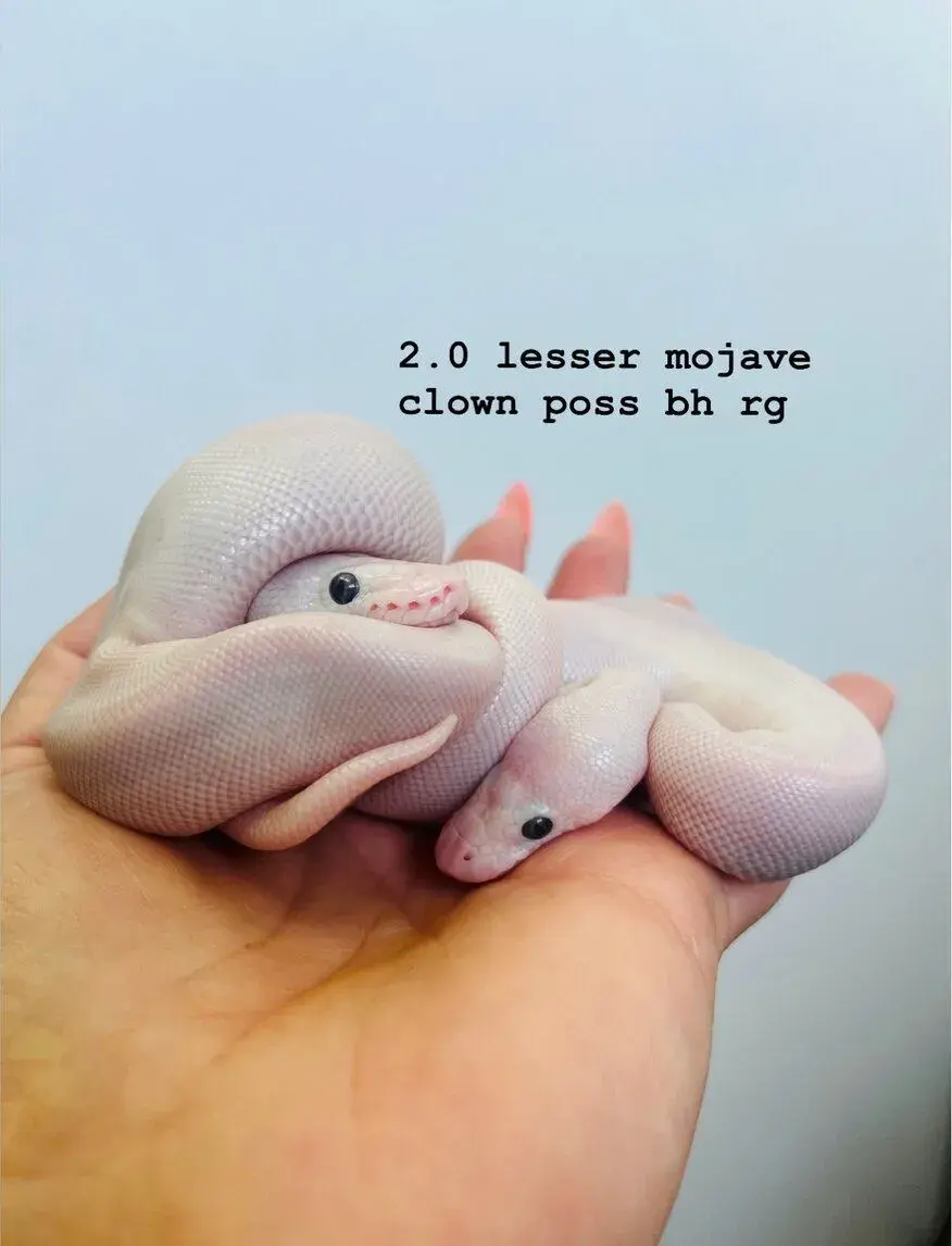 Python regius