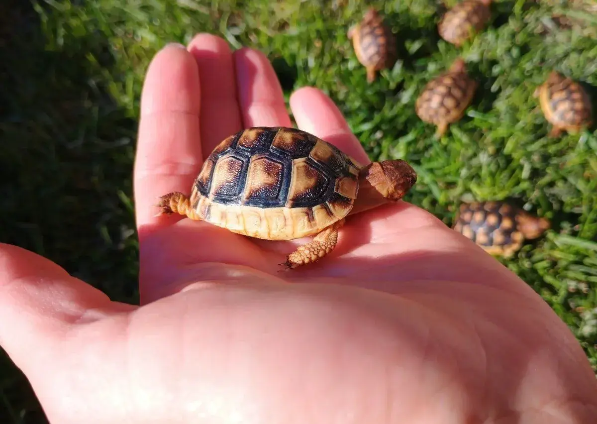 🐢♥️ Korytnačka žlto-čierna testudo marginata