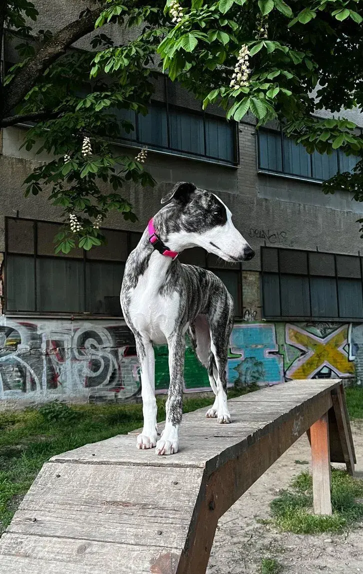 HĽADÁ SA VIPET/WHIPPET NA KRYTIE