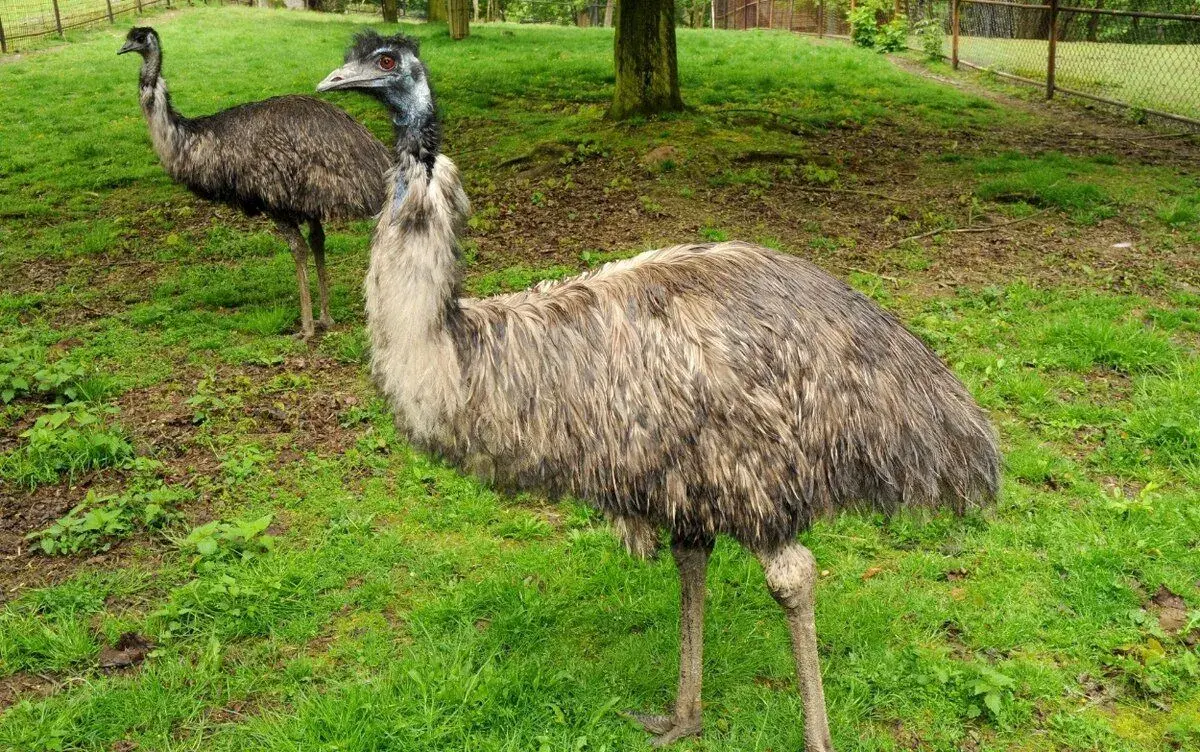 30 mesačnú samicu pštros EMU