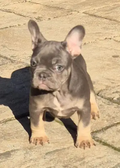 ZĽAVA-Francúzsky buldoček,buldog,bulldog na predaj