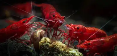 Krevety Neocaridina Red sakura selektovane