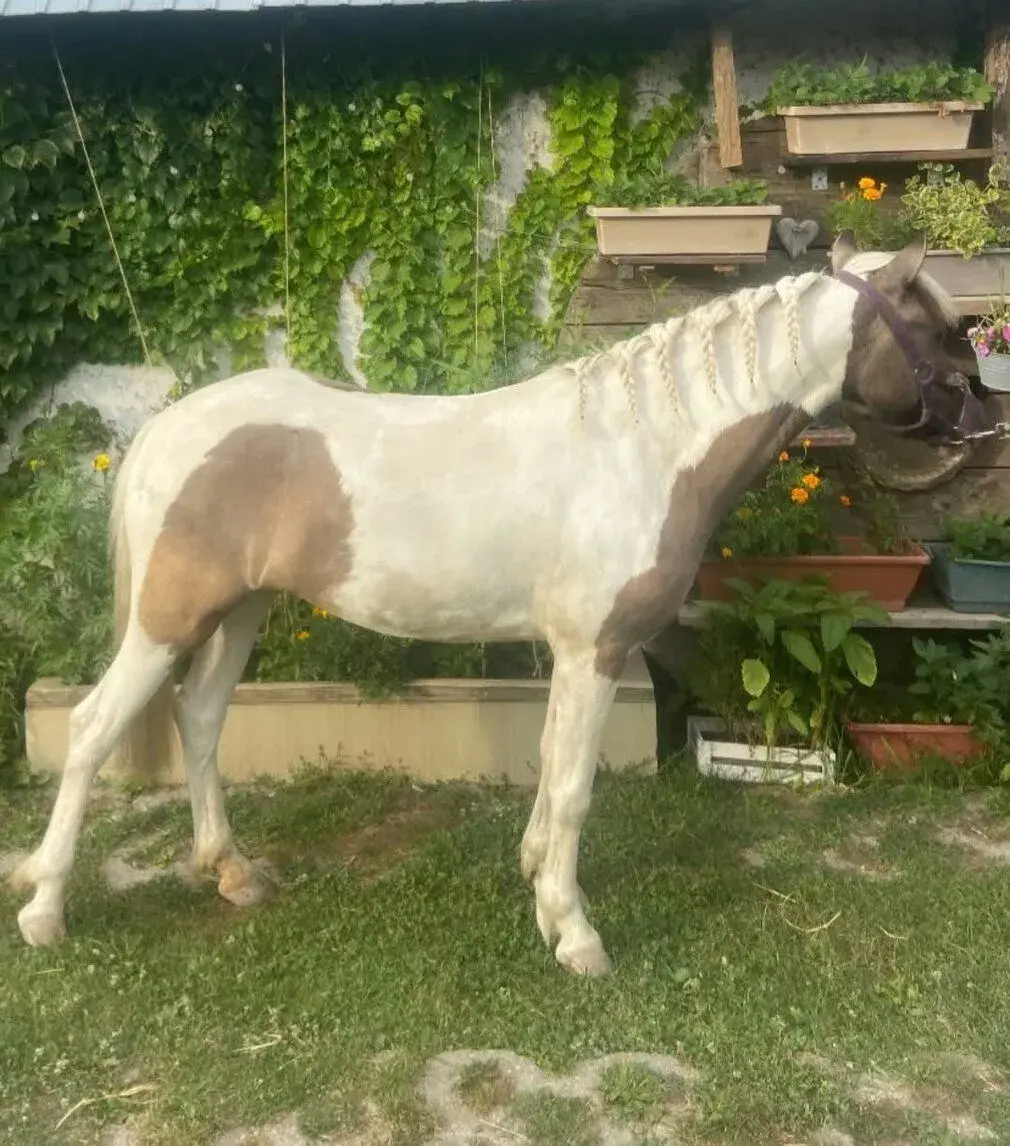Pony kobylku snov