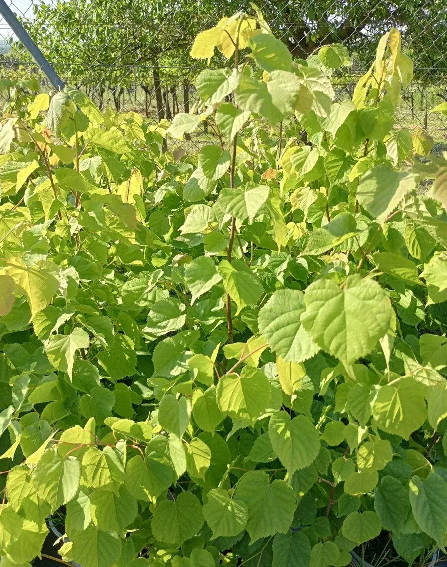 Lipa malolista
