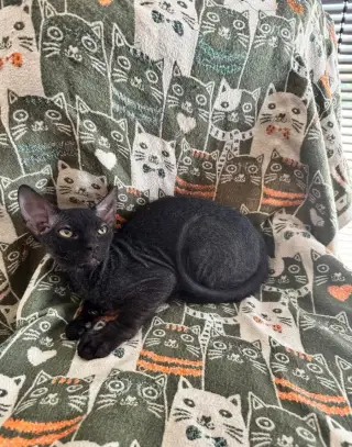 Sphynx