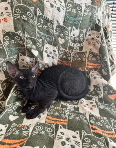 Sphynx