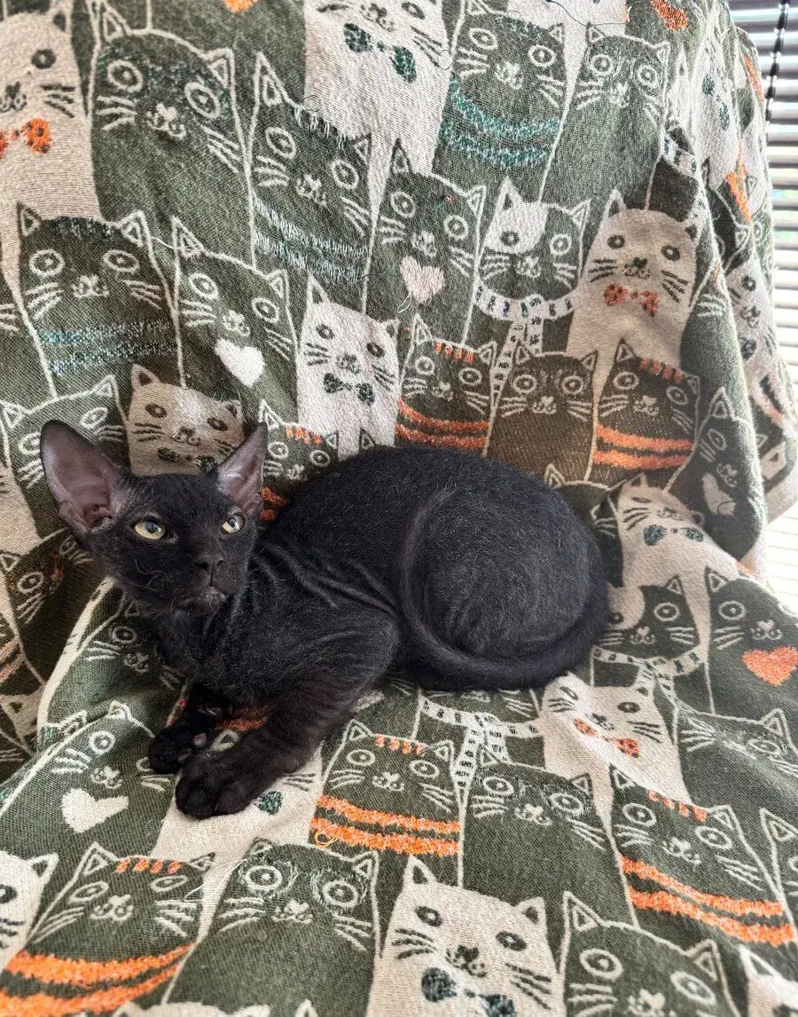 Sphynx