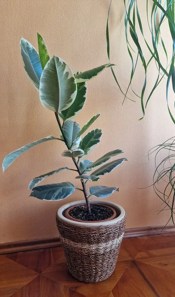 Ficus Elastica var. «Tineke» / Fikus / Gumovník