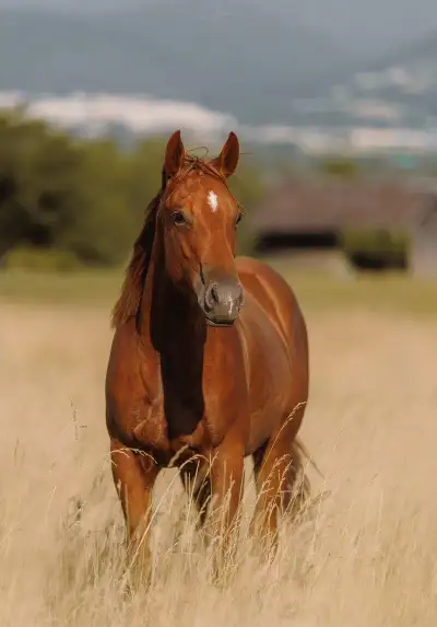 QH kobylu