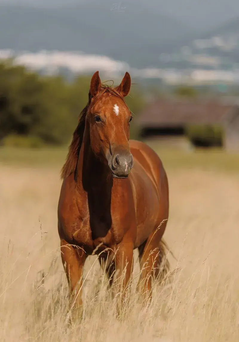 QH kobylu
