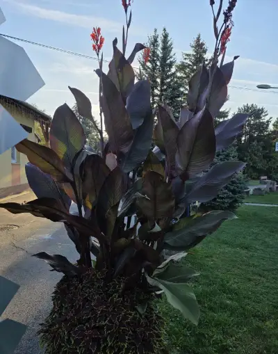 Kana Indicka