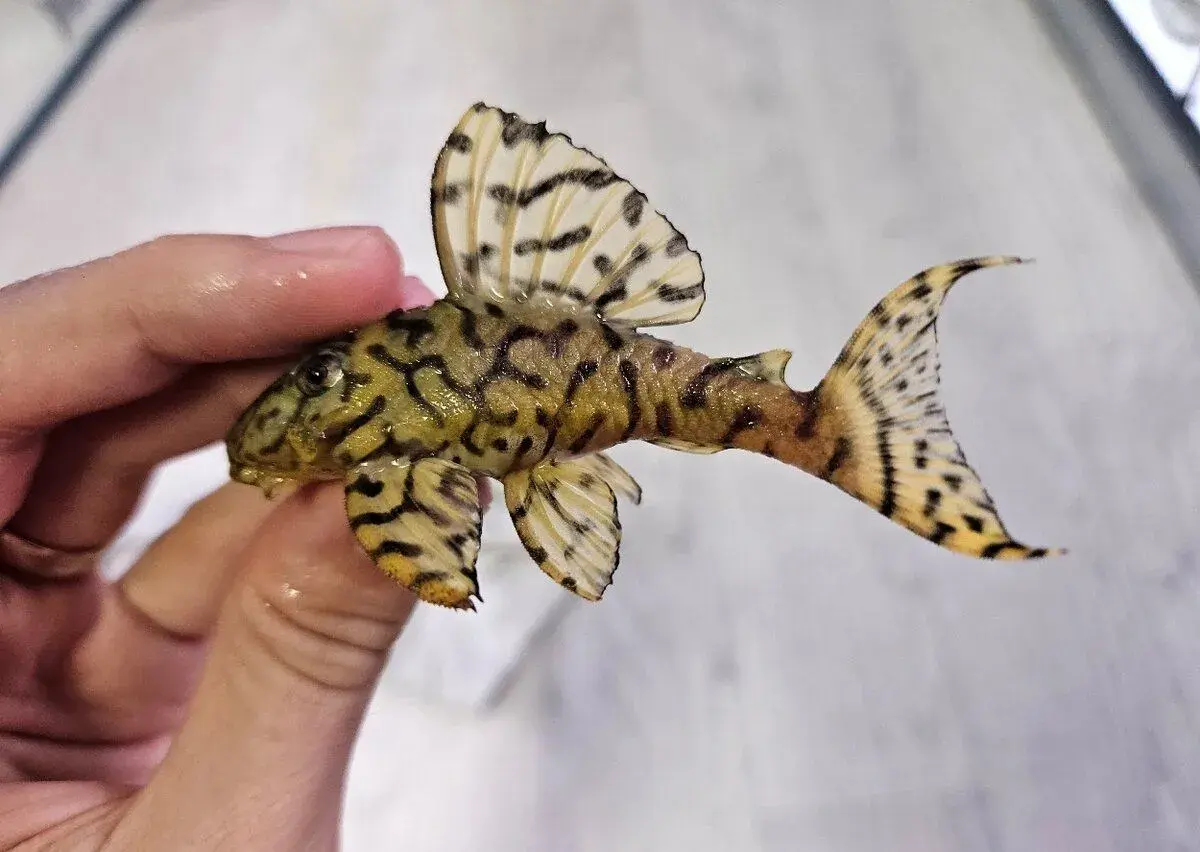 Pleco, Hypancistrus, Ancistrus long fin, sumce - 20% zľava