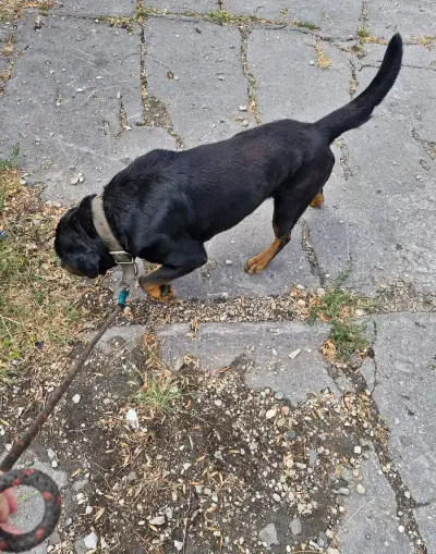 Darujem do dobrých rúk