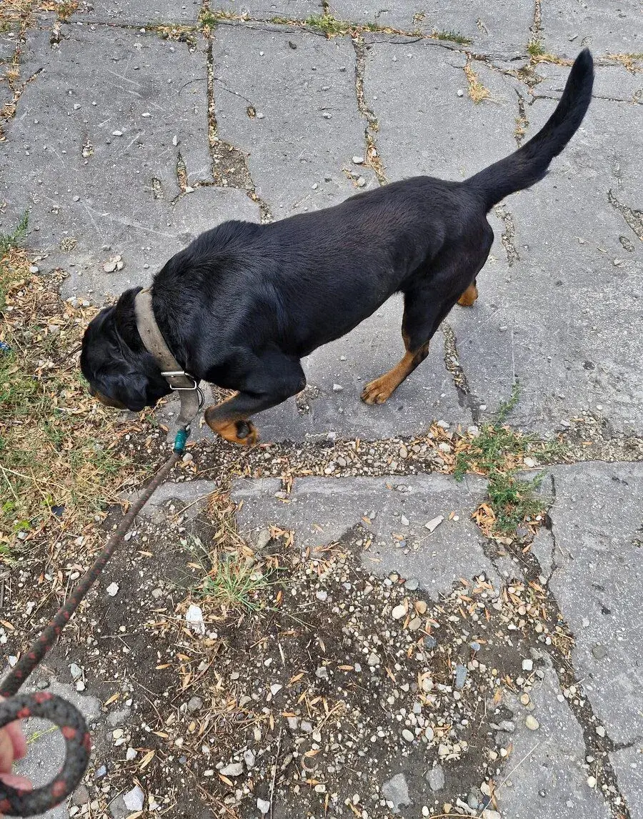 Darujem do dobrých rúk