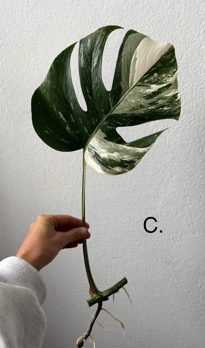 Posledné odrezky Monstera Albo
