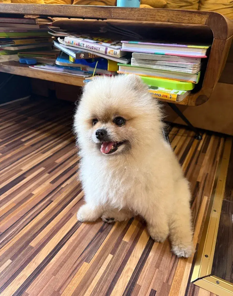 Pomeranian na krytie