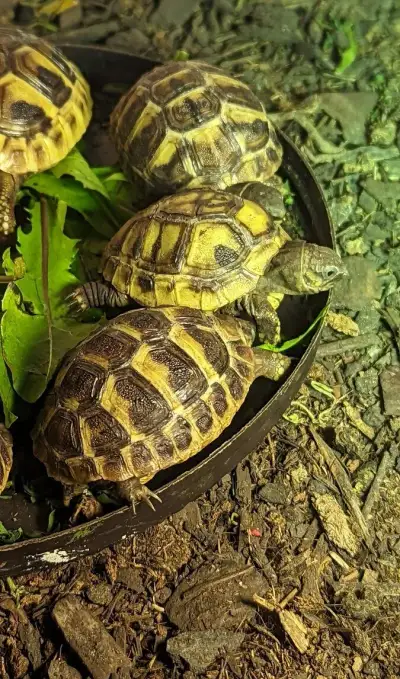 Suchozemska korytnačka zelenkasta s cipom