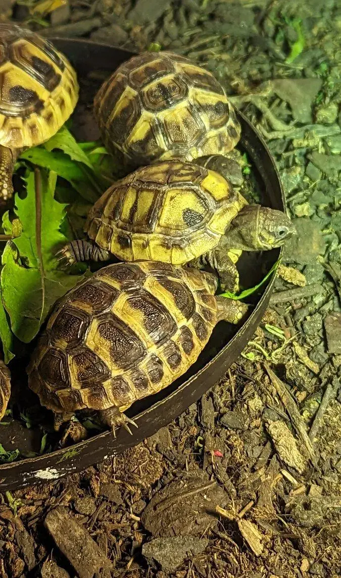 Suchozemska korytnačka zelenkasta s cipom