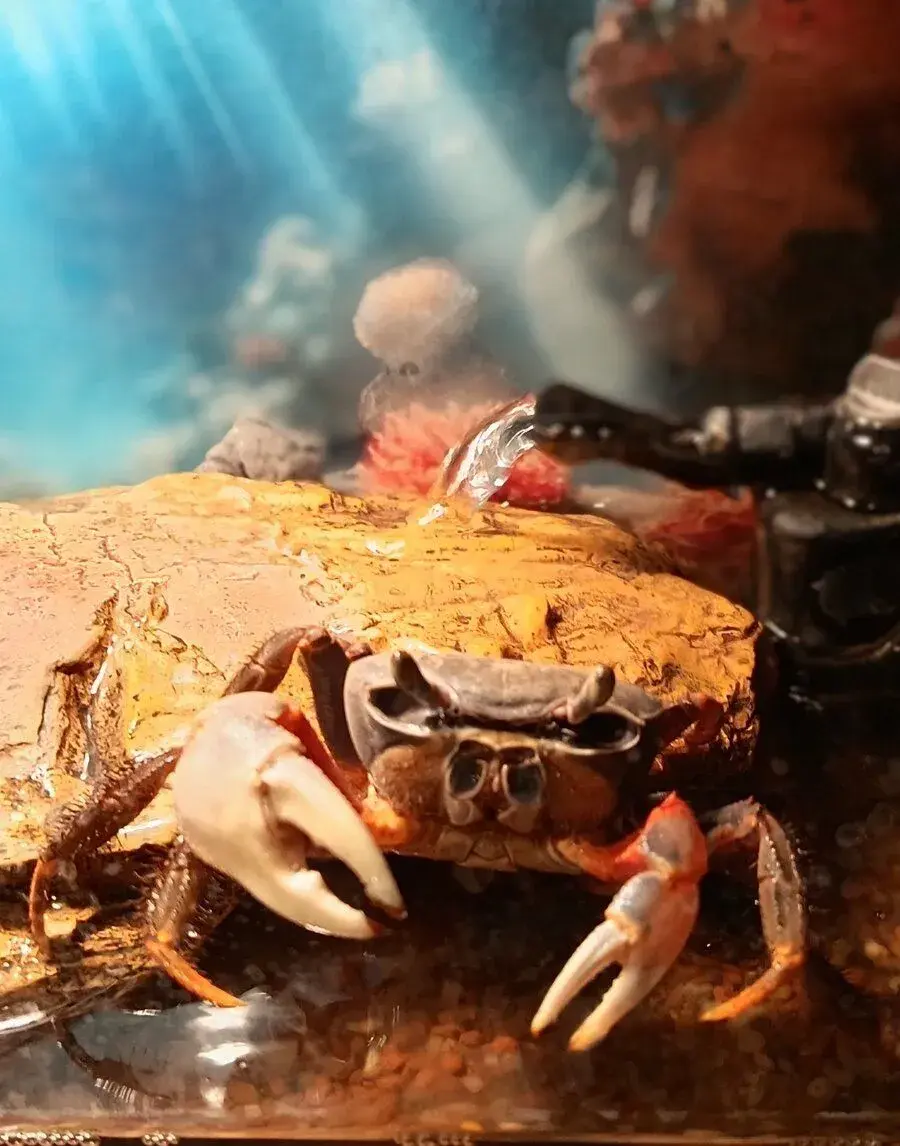 Krab Cardisoma armatum