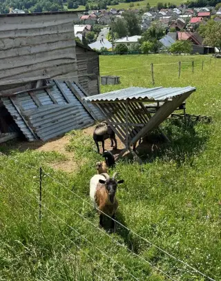 Siet pre ovce kozy