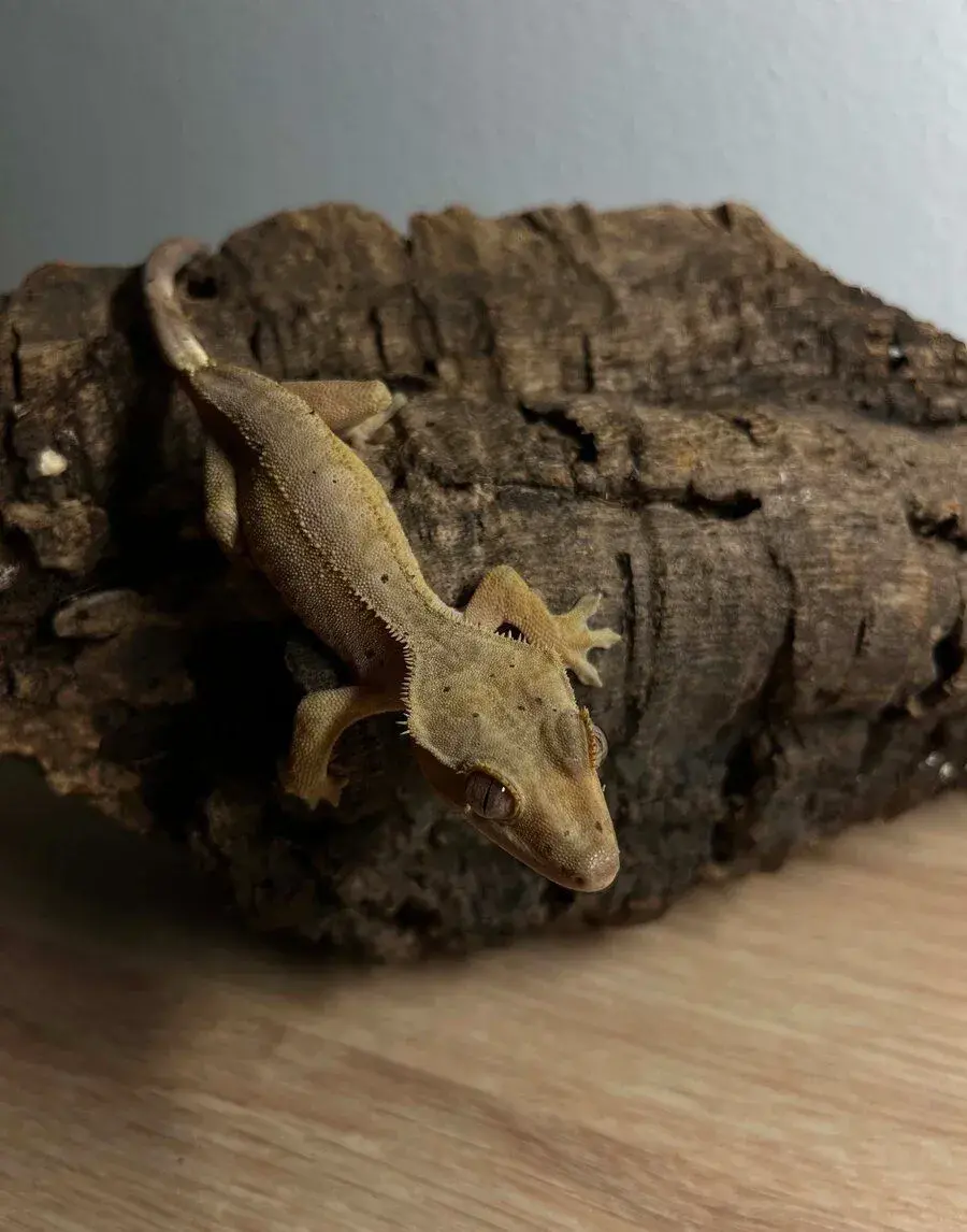🦎 Na predaj: mláďatá pagekona riasnatého (Correlophus ciliatus)