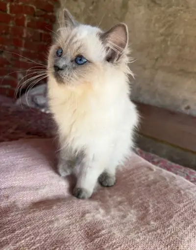 Ragdoll mačiatka