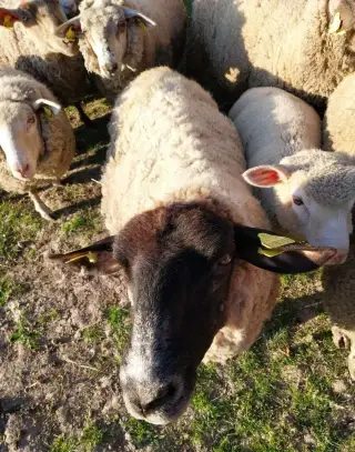 3 krát okotenu ovcu suffolk
