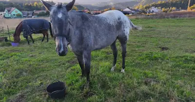 Appaloosa