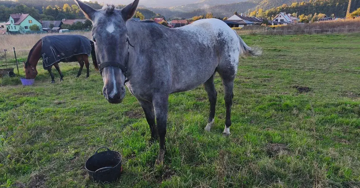 Appaloosa