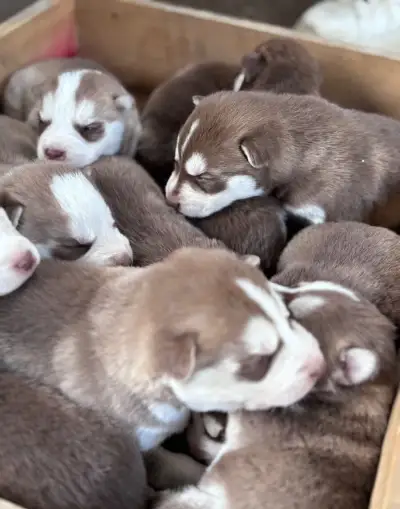 Sibirsky husky