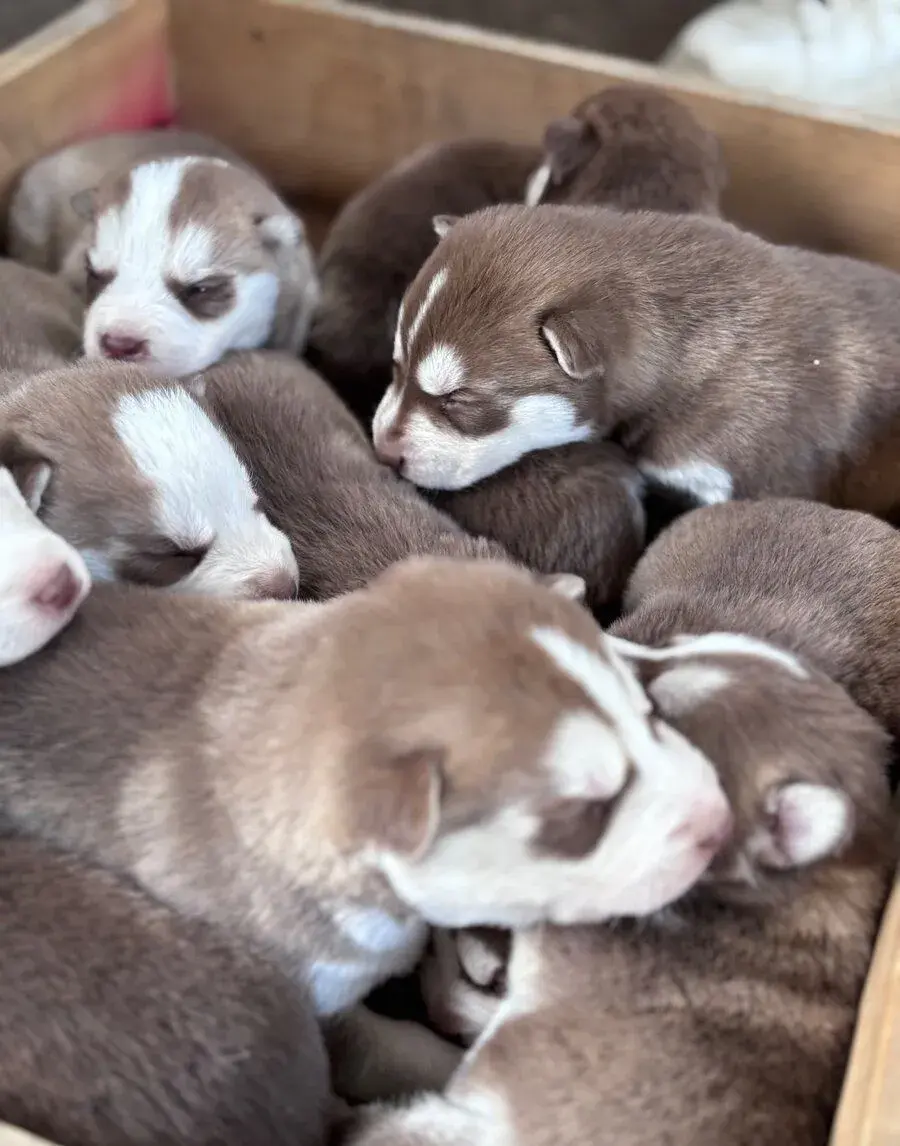 Sibirsky husky