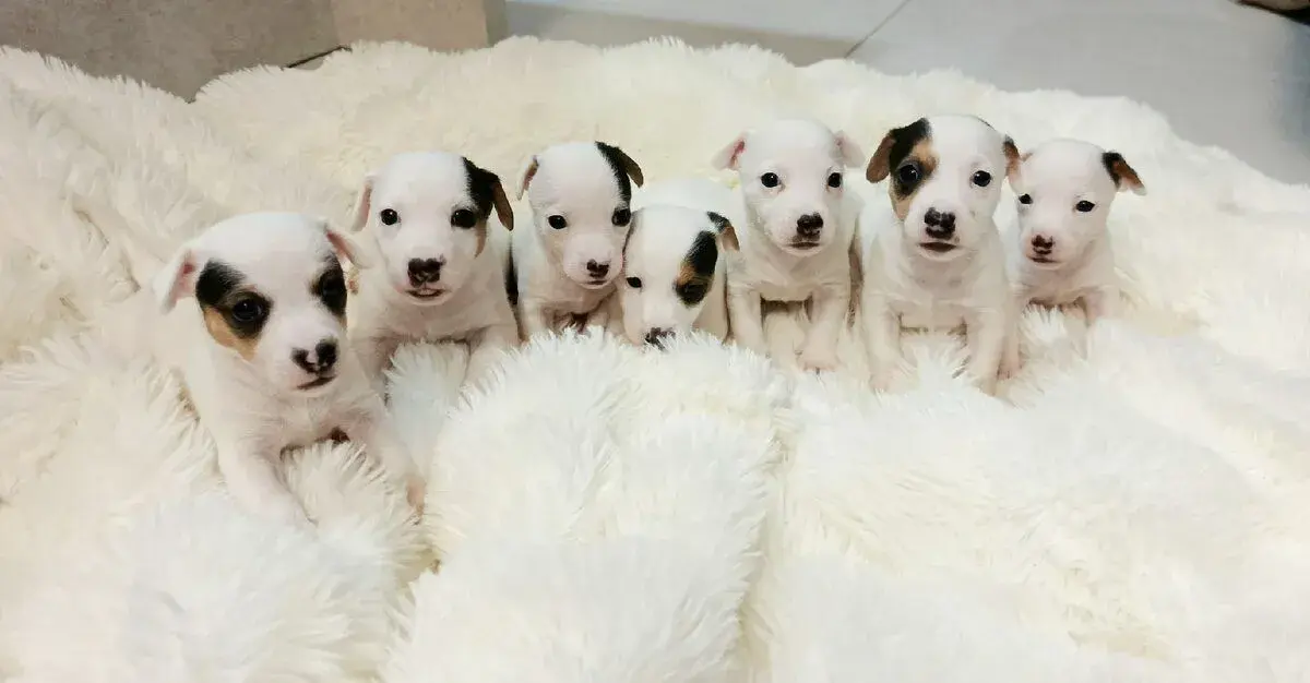 Jack Russel