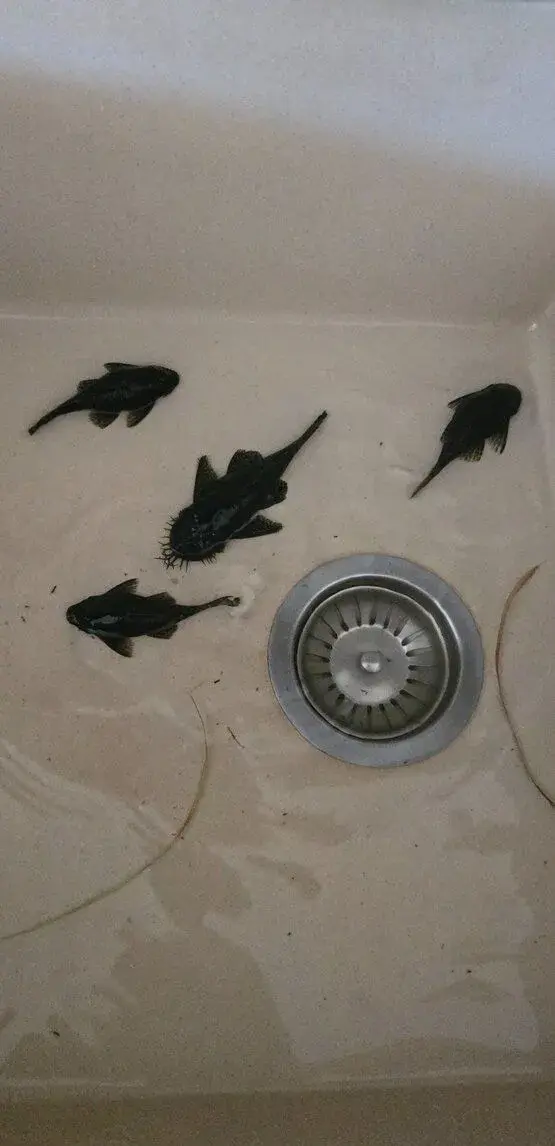 Ancistrus