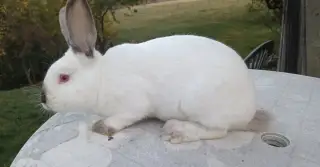 jatočné králiky, alebo do chovu