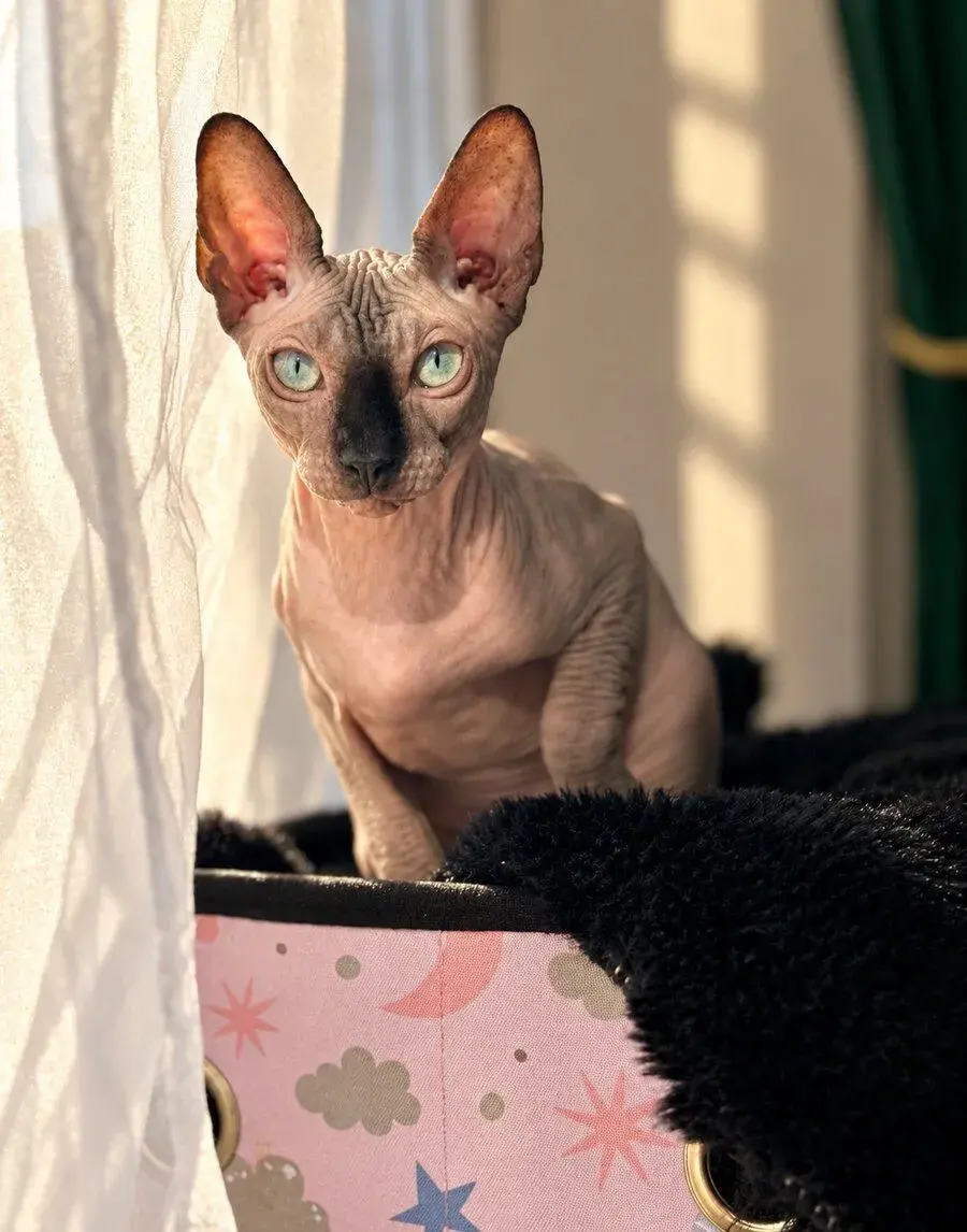 Sphynx