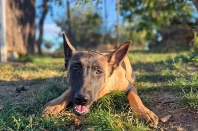 Belgický ovčiak Malinois.
