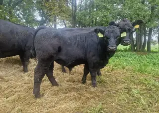 Býčkov z EKO chovu - Aberdeen Angus