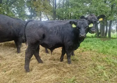 Býčkov z EKO chovu - Aberdeen Angus