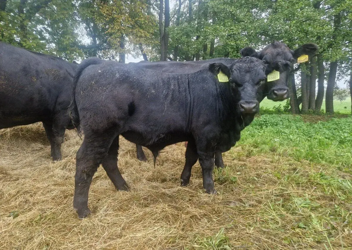 Býčkov z EKO chovu - Aberdeen Angus