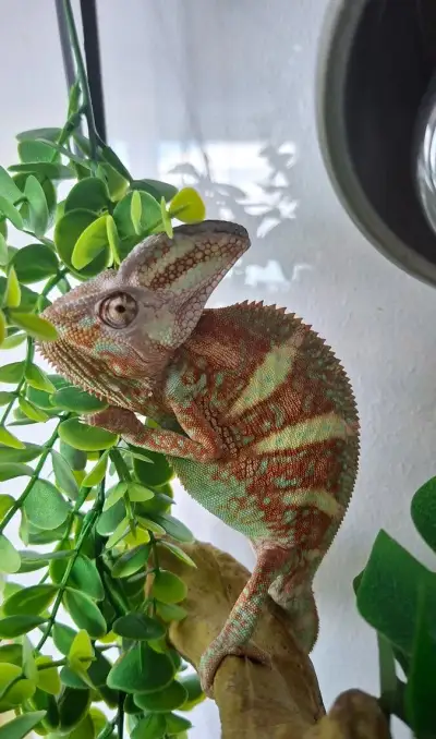 Chameleón jemenský