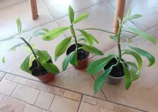 Izb. Kvet Kaucukovník 1 ks/3,50€+packeta