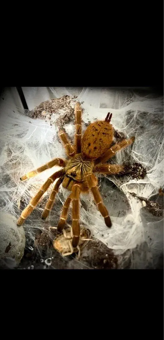 Pterinochilus murinus RCF (OBT) terarko v cene