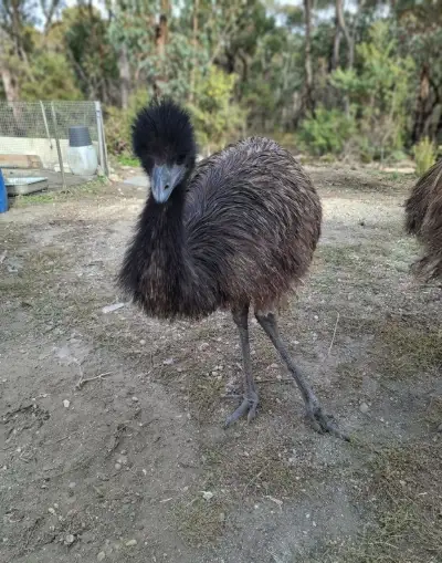 Emu hnedy na maso