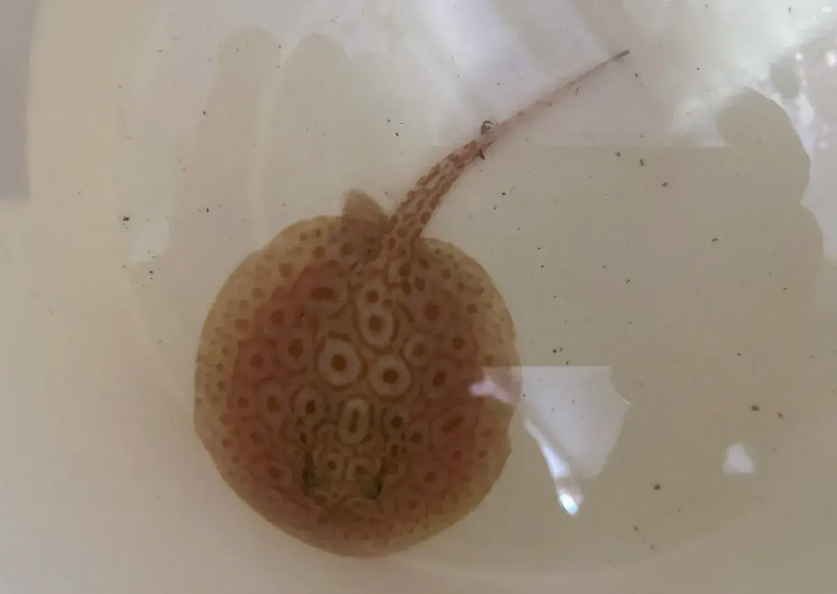 Potamotrygon jabuti x mantila albino