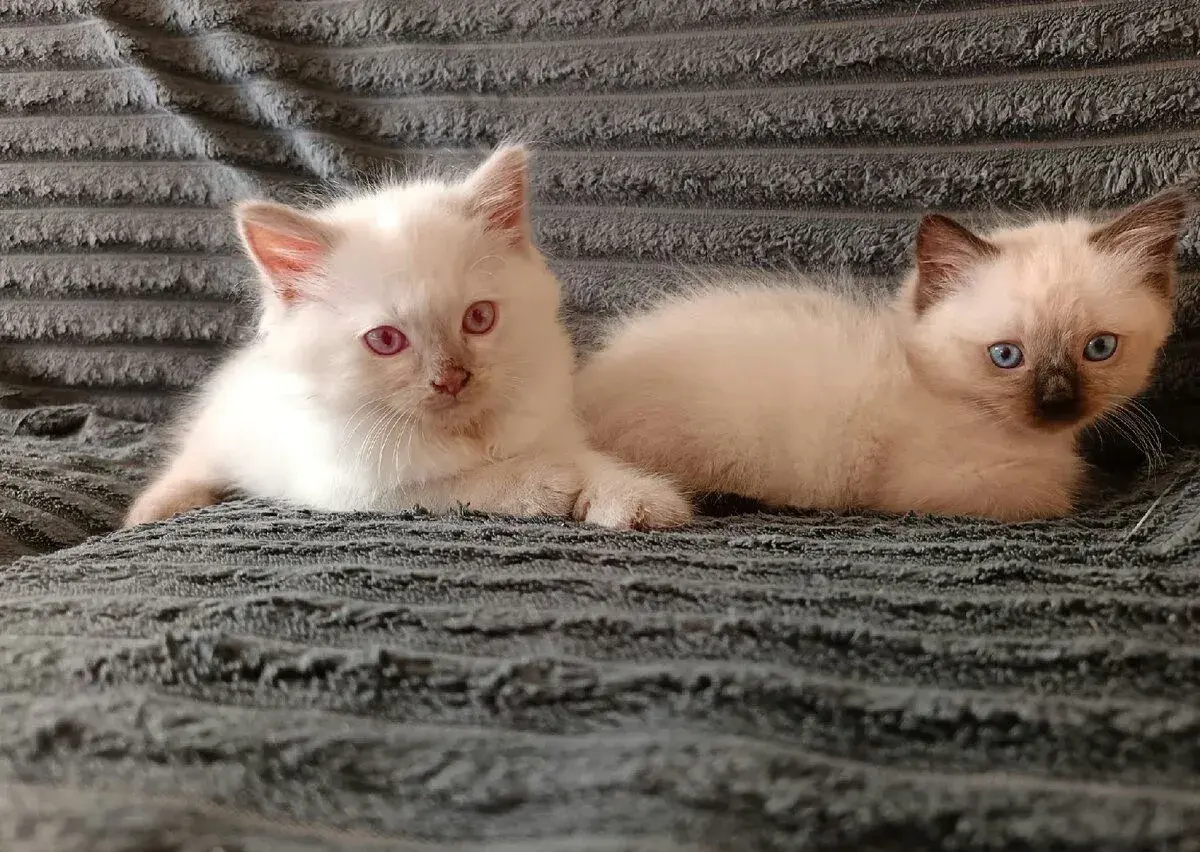 Mačky Ragdoll