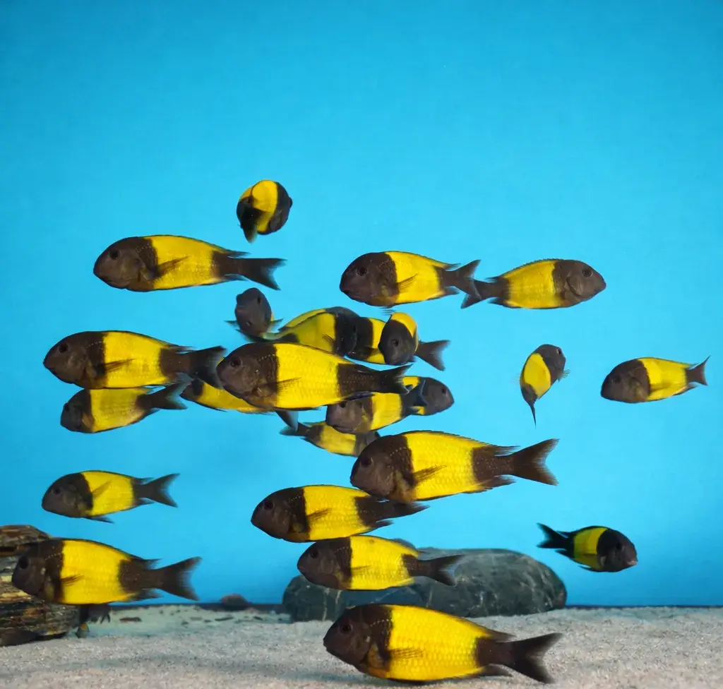 Tropheus Ikola F1