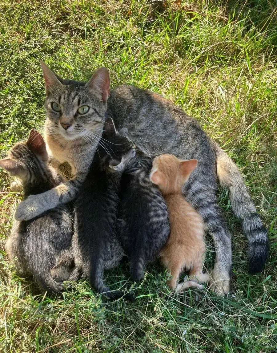 Darujem mačiatka