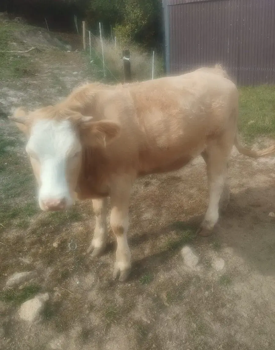 Jalovica