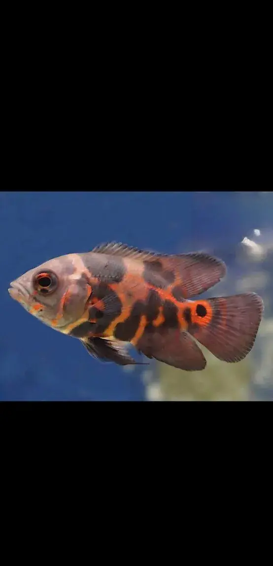Cichlida pávia, Astronotus ocellatus